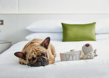 Pet-Friendly Hotels Ensure A Memorable Stay for Pets and Owners