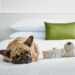 Pet-Friendly Hotels Ensure A Memorable Stay for Pets and Owners